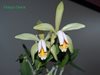 Cattleya forbesii